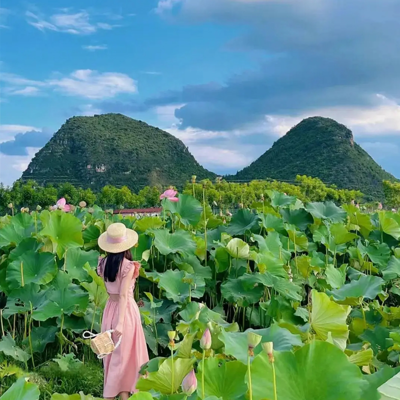 【與荷相遇，普彌有約】云南文山“普者黑”看荷花、“三生三世”、柳葉小舟打水戰(zhàn)、釣龍蝦、彌勒東風韻、紅酒莊園品紅酒、采摘水果、彌勒泡溫泉、佛城商都多巴胺體驗5天4-8人精致小團