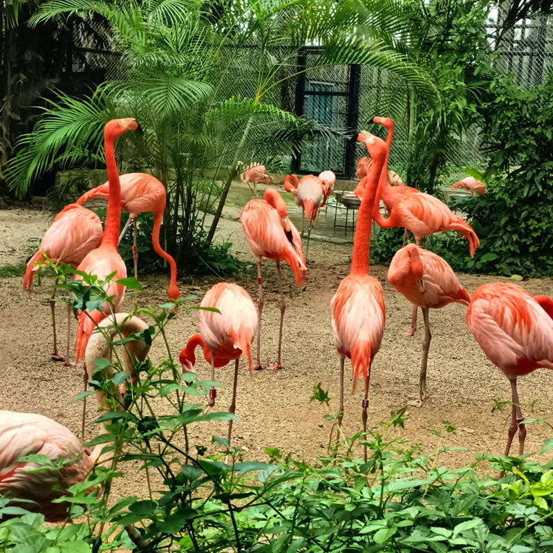 【萬人游廣西-南寧親子站】南寧動(dòng)物園、機(jī)動(dòng)游戲 、4D影院、龍虎山、竹排游江、靈猴趣鬧、“大唐不夜城”南寧之夜汽車2天